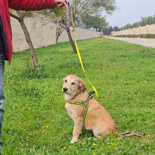 ETNA meraviglia in adozione Foto 6